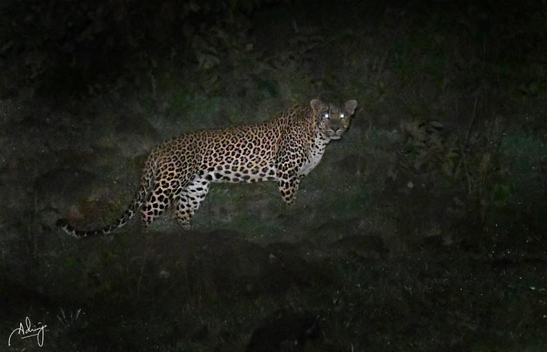 Dajipur Leopard